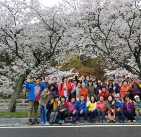 2018, 봄 맞이 벚…
